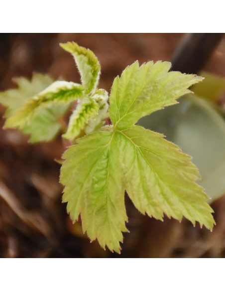 Lampone Rosso Sansone: Varietà Rifiorente Medio-Tardiva Vaso