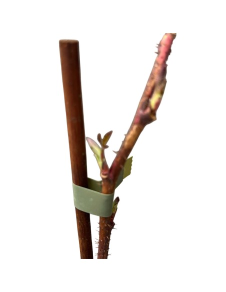 Lampone Rosso Sansone: Varietà Rifiorente Medio-Tardiva Vaso