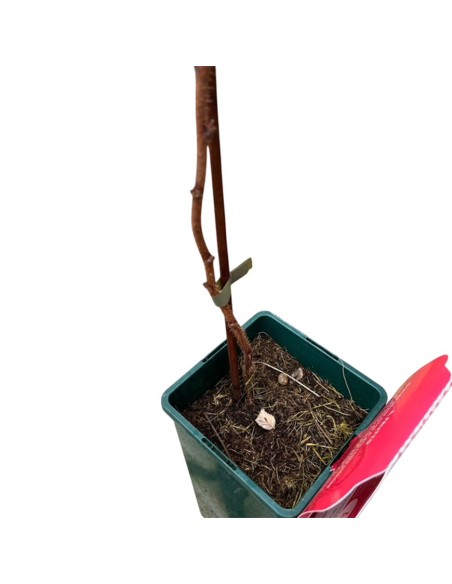 Lampone Rosso Sansone: Varietà Rifiorente Medio-Tardiva Vaso