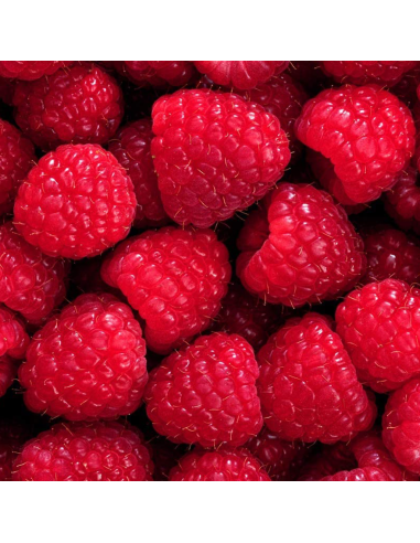 Lampone Venere: Rosso Rifiorente Senza Spine Precoce in Vaso