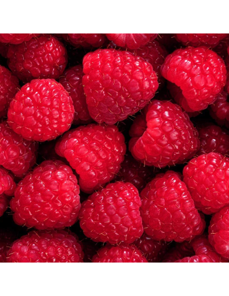 Lampone Venere: Rosso Rifiorente Senza Spine Precoce in Vaso