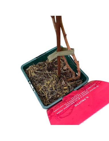 Lampone Venere: Rosso Rifiorente Senza Spine Precoce in Vaso