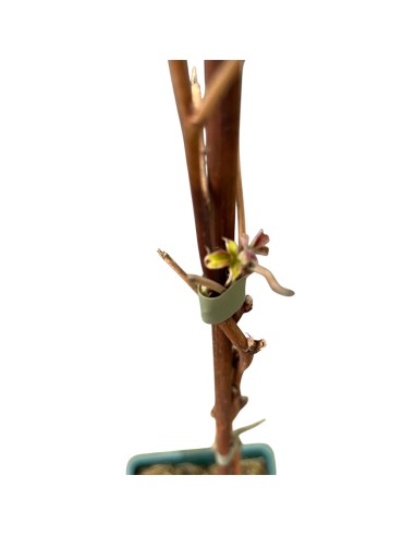 Lampone Venere: Rosso Rifiorente Senza Spine Precoce in Vaso