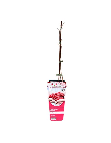 Lampone Venere: Rosso Rifiorente Senza Spine Precoce in Vaso