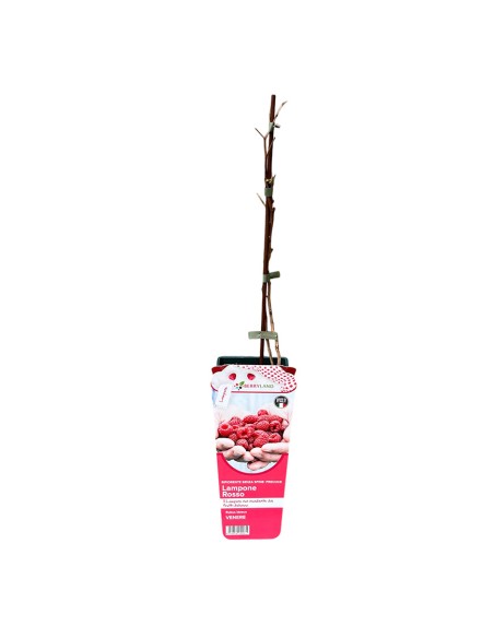 Lampone Venere: Rosso Rifiorente Senza Spine Precoce in Vaso