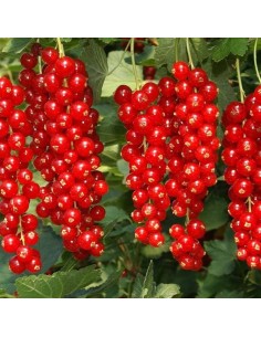 Ribes Rosso Rovada: Grappoli Lunghi e Raccolto Tardivo Top