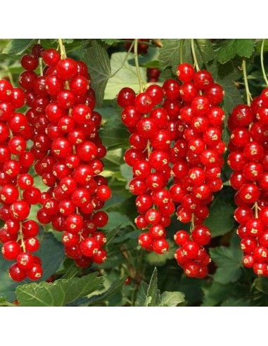Ribes Rosso Rovada: Grappoli Lunghi e Raccolto Tardivo Top