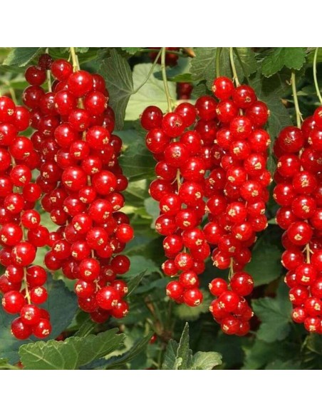 Ribes Rosso Rovada: Grappoli Lunghi e Raccolto Tardivo Top