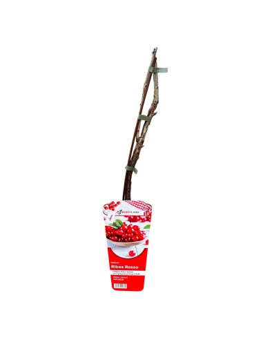 Ribes Rosso Rovada: Grappoli Lunghi e Raccolto Tardivo Top