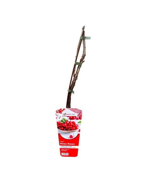 Ribes Rosso Rovada: Grappoli Lunghi e Raccolto Tardivo Top