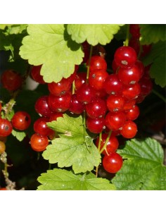 Ribes Rosso Junifer: varietà precoce, dolce per eccellenza