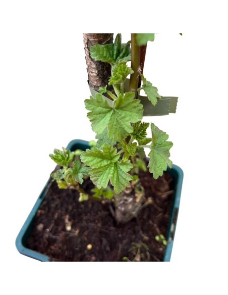 Ribes Rosso Junifer: varietà precoce, dolce per eccellenza