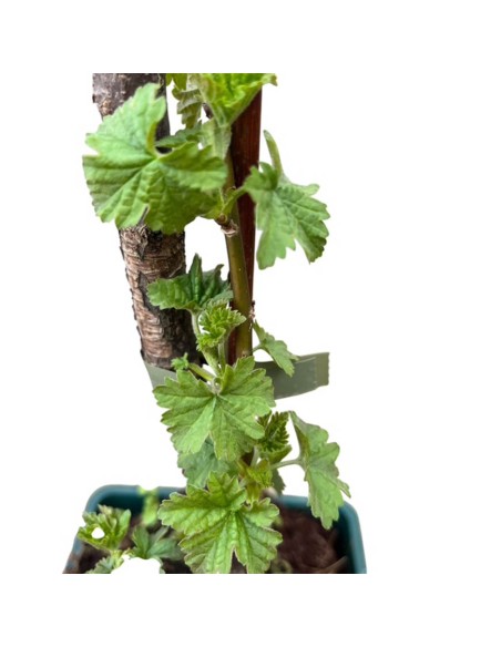Ribes Rosso Junifer: varietà precoce, dolce per eccellenza