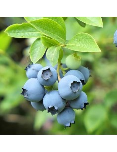 Mirtillo Gigante Reka: Precoce, Rustico e Super Produttivo