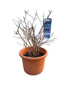 Mirtillo Gigante Reka: Precoce, Rustico e Super Produttivo 2