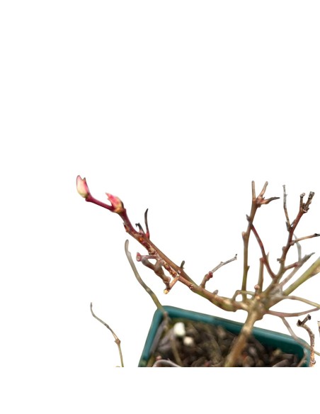 Mirtillo Flamingo: il Gigante Variegato Rosa e Produttivo