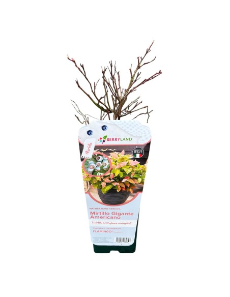 Mirtillo Flamingo: il Gigante Variegato Rosa e Produttivo