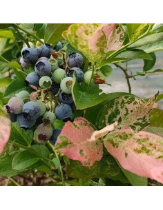 Mirtillo Flamingo: il Gigante Variegato Rosa e Produttivo