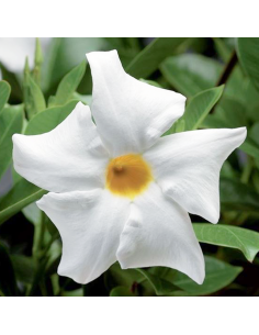 Dipladenia Vaso 14cm: Pianta Fiorita Bianco, Rosa o Rosso 2