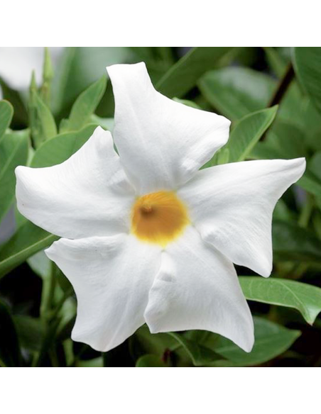 Dipladenia Vaso 14cm: Pianta Fiorita Bianco, Rosa o Rosso