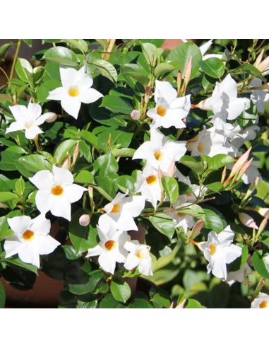 Dipladenia Vaso 14cm: Pianta Fiorita Bianco, Rosa o Rosso