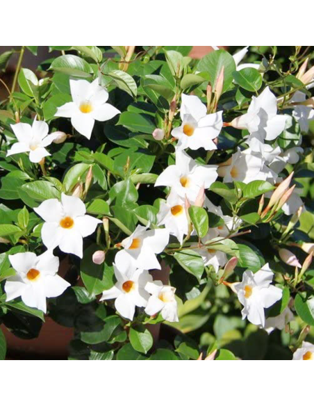 Dipladenia Vaso 14cm: Pianta Fiorita Bianco, Rosa o Rosso