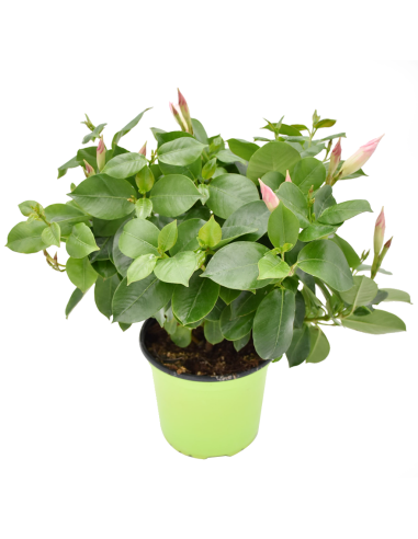 Dipladenia Vaso 14cm: Pianta Fiorita Bianco, Rosa o Rosso