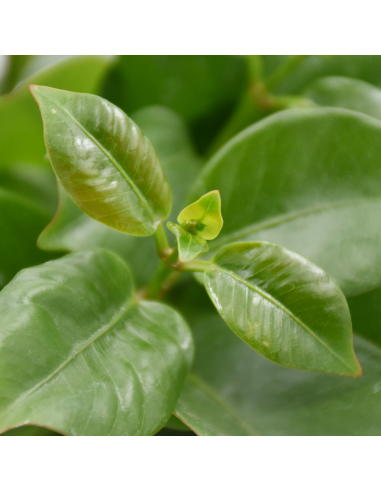 Dipladenia Vaso 14cm: Pianta Fiorita Bianco, Rosa o Rosso