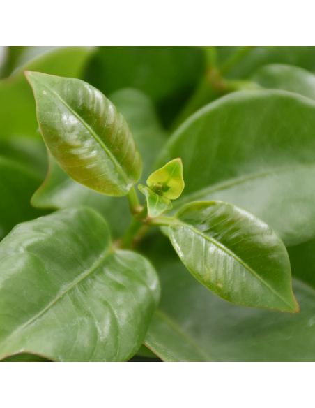 Dipladenia Vaso 14cm: Pianta Fiorita Bianco, Rosa o Rosso