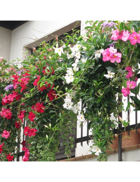 Dipladenia Vaso 14cm: Pianta Fiorita Bianco, Rosa o Rosso