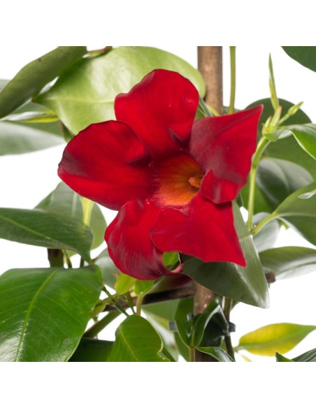 Dipladenia Vaso 14cm: Pianta Fiorita Bianco, Rosa o Rosso