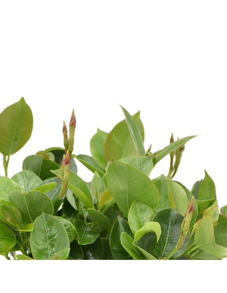 Dipladenia Vaso 14cm: Pianta Fiorita Bianco, Rosa o Rosso