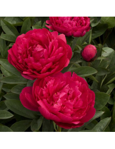 Paeonia Arborea Vaso 14 cm: Peonia Bianca, Rosa e Rossa