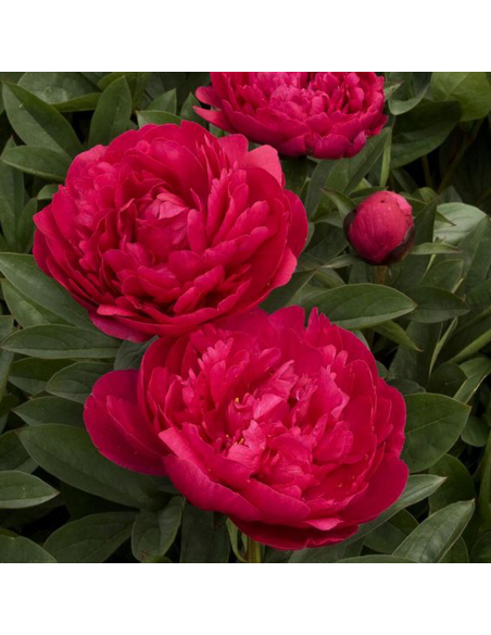 Paeonia Arborea Vaso 14 cm: Peonia Bianca, Rosa e Rossa