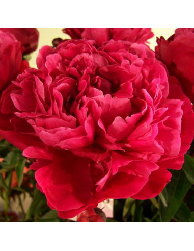 Paeonia Arborea Vaso 14 cm: Peonia Bianca, Rosa e Rossa