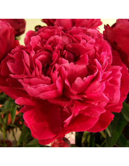 Paeonia Arborea Vaso 14 cm: Peonia Bianca, Rosa e Rossa