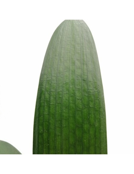 Clivia Miniata V13: Pianta Ornamentale Rara per Interni
