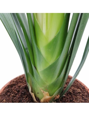 Clivia Miniata V13: Pianta Ornamentale Rara per Interni
