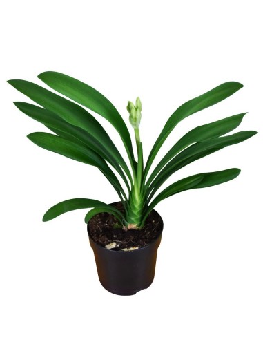 Clivia Miniata V13: Pianta Ornamentale Rara per Interni