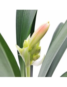 Clivia Miniata v 13: La Rara Varietà dai Fiori Color Crema 2