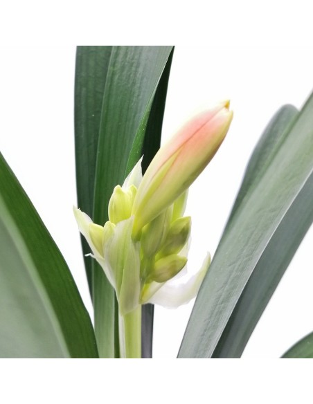 Clivia Miniata V13: Pianta Ornamentale Rara per Interni