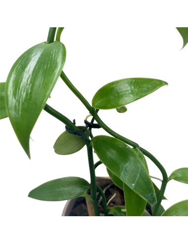 ORCHIDEA VANILLA PLANIFOLIA PIANTA DELLA VANIGLIA