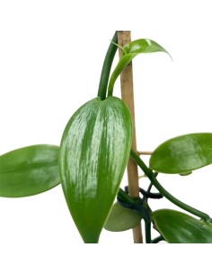 ORCHIDEA VANILLA PLANIFOLIA PIANTA DELLA VANIGLIA 2