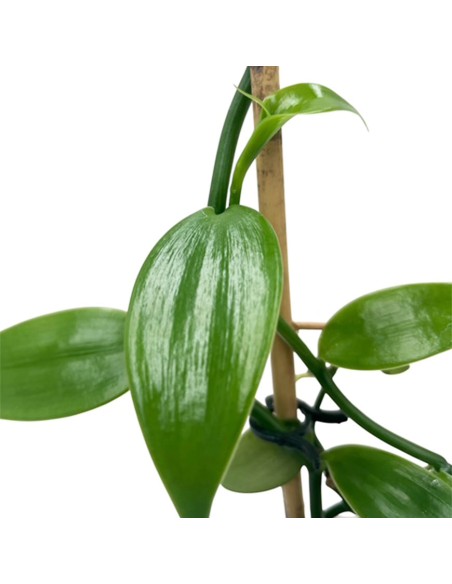 ORCHIDEA VANILLA PLANIFOLIA PIANTA DELLA VANIGLIA
