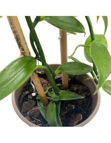 ORCHIDEA VANILLA PLANIFOLIA PIANTA DELLA VANIGLIA