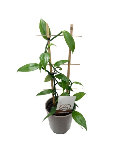 ORCHIDEA VANILLA PLANIFOLIA PIANTA DELLA VANIGLIA