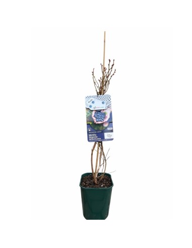 Mirtillo Brigitta Blue: Gigante Tardivo, Dolce e Croccante