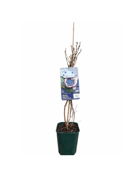 Mirtillo Brigitta Blue: Gigante Tardivo, Dolce e Croccante