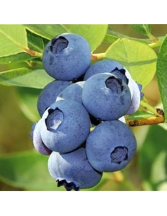 Mirtillo Brigitta Blue: Gigante Tardivo, Dolce e Croccante