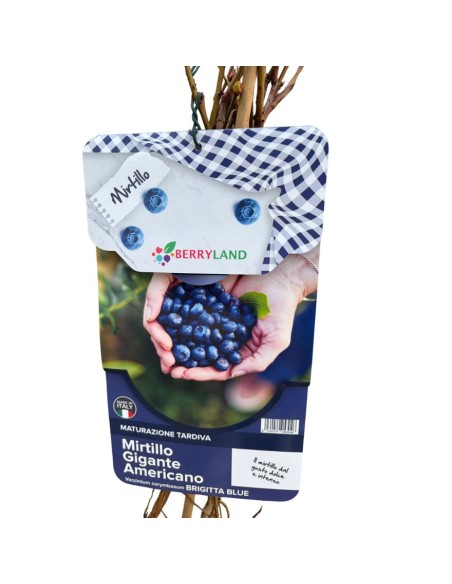 Mirtillo Brigitta Blue: Gigante Tardivo, Dolce e Croccante